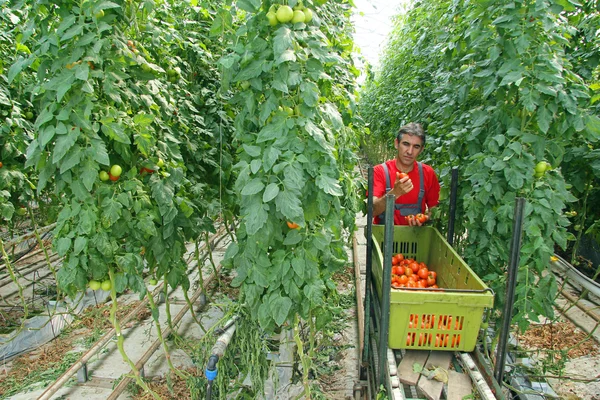 Farmer cueillette de tomates — Photo