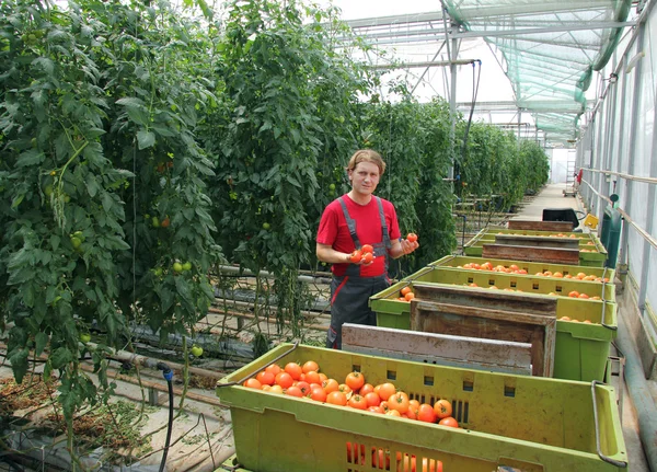 Agricultor que escolhe tomate — Fotografia de Stock