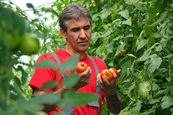 Γεωργός ντομάτα picking — Φωτογραφία Αρχείου