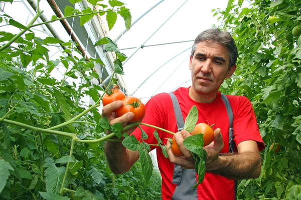 Bonde plockning tomat — Stockfoto