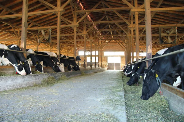 Αγελάδες σε αγρόκτημα — Φωτογραφία Αρχείου