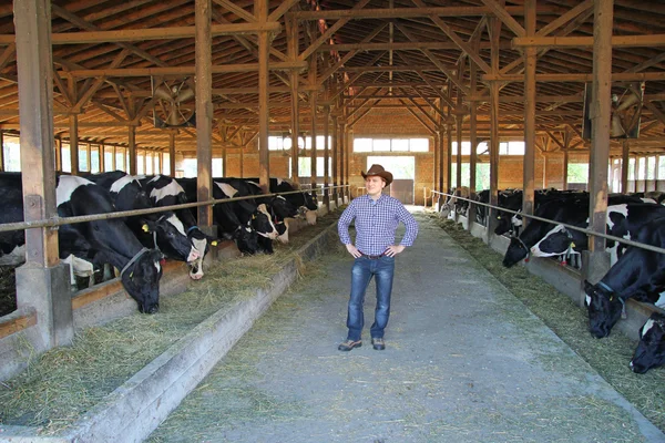 Ковбой и коровы, фермерство — стоковое фото