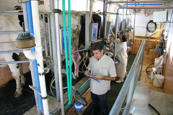 Allevatori che mungono vacche in azienda lattiera — Foto Stock