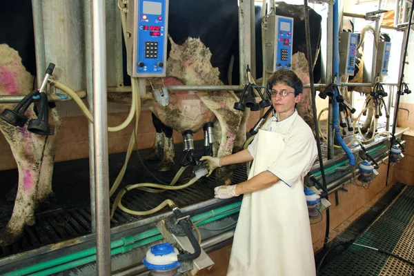 Donna mungitura mucche in azienda — Foto Stock