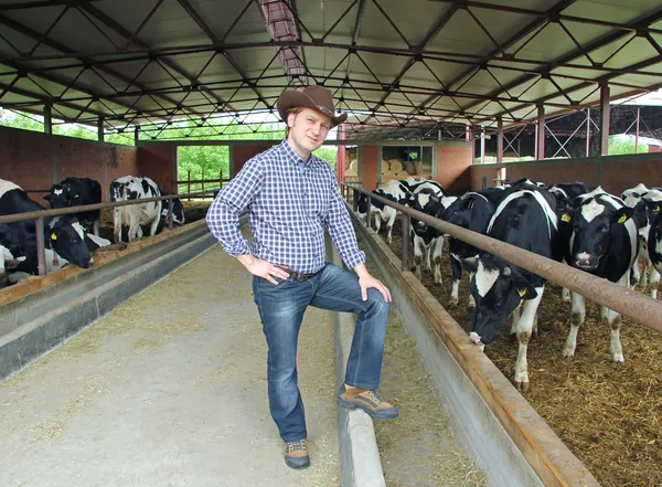 Vaquero y vacas, Agricultura — Foto de Stock