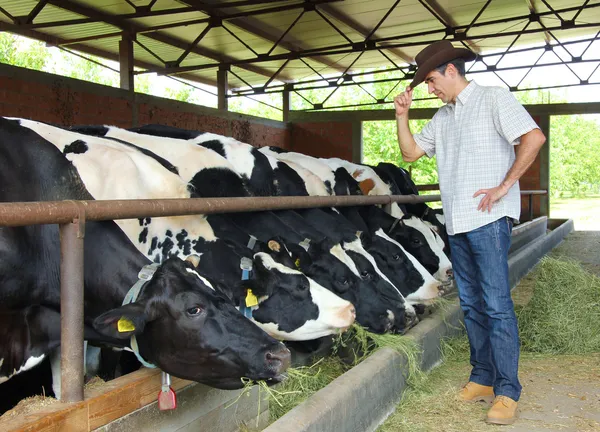 Agricultor que alimenta vacas — Fotografia de Stock