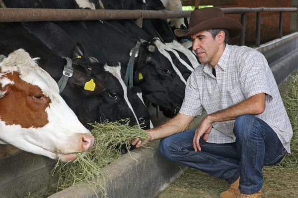Agricultor que alimenta vacas — Fotografia de Stock