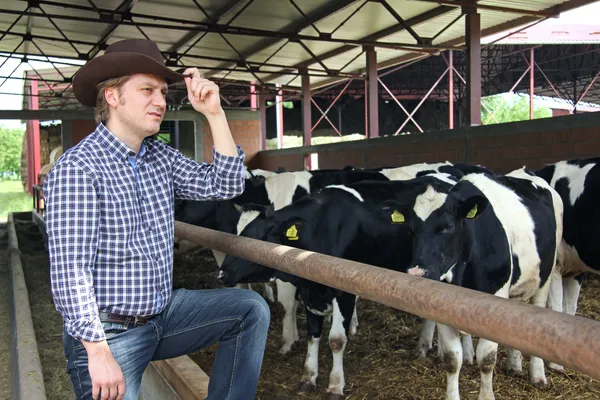 Ковбой и коровы, фермерство — стоковое фото