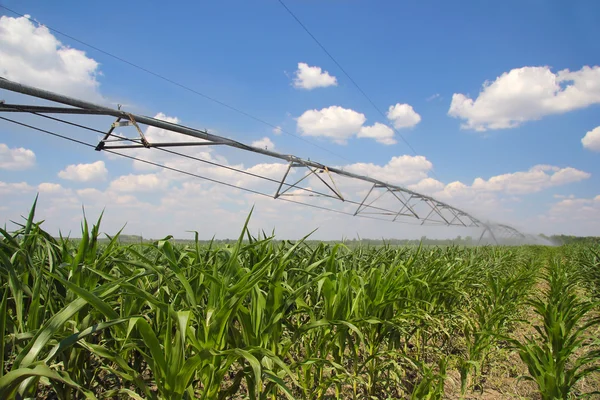 Irrigação do campo de milho — Fotografia de Stock