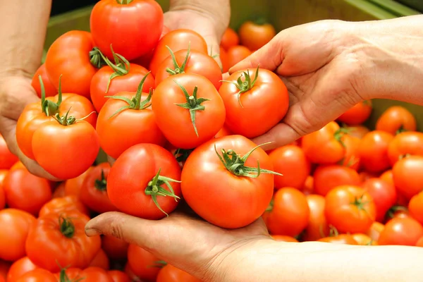 Tomato in women's hands — Stock Photo, Image