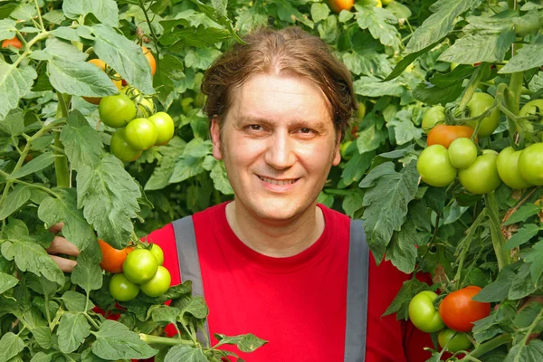 Gelukkig landbouwer plukken tomaat — Stockfoto