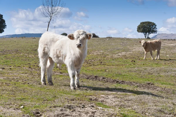 Calf in meadow Stock Photo