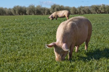 Pigs in field clipart