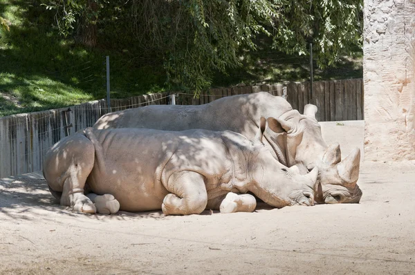 White Rhinoceros, Ceratotherium simum — Stock Photo, Image