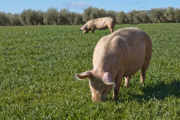 Varkens in veld — Stockfoto