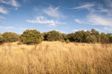 Mediterranean forest at autumn clipart