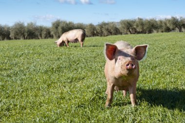 Two pigs grazing in field clipart