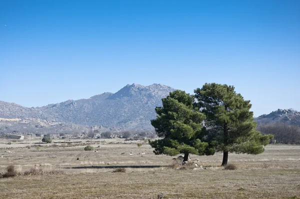 Maritieme den (Pinus pinaster) — Stockfoto