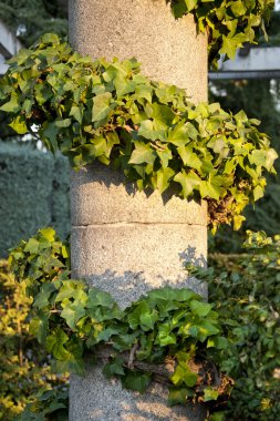 Climbing ivy around a column clipart