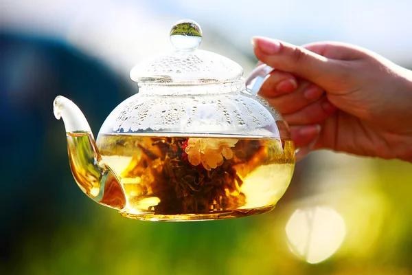 Théière en verre avec thé blanc chinois — Photo