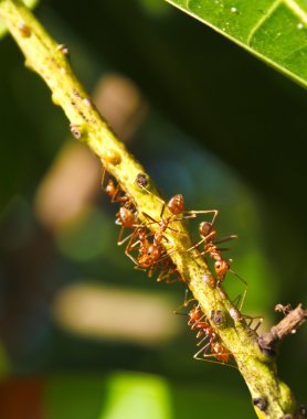 Ants on Twig clipart