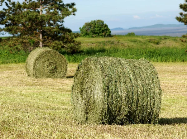 Two Hay Rolls in field — Stock Photo, Image