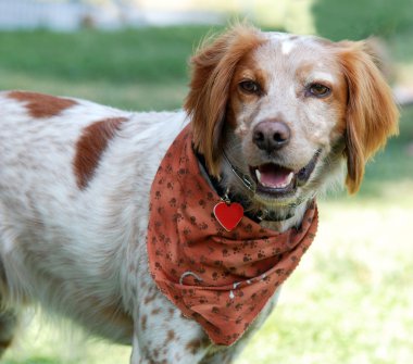 Brittany Spaniel dog clipart