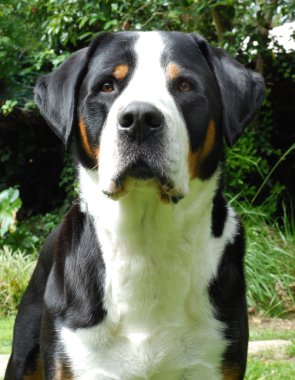 Greater Swiss Mountain Dog, adult. clipart