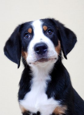 Greater Swiss Mountain Dog, puppy clipart