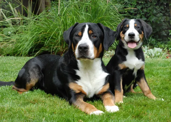 大きいスイス山犬、大人と子犬 — ストック写真