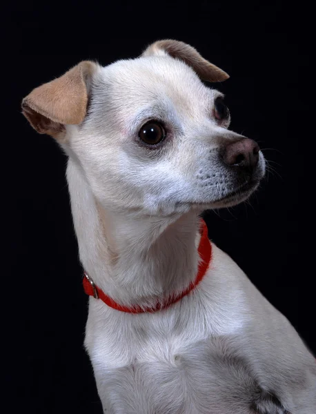 混合された品種犬の肖像画. — ストック写真