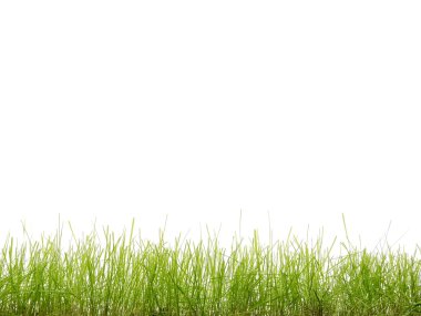 Fresh grass clipart