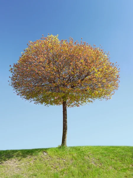 Bloeiende boom — Stockfoto