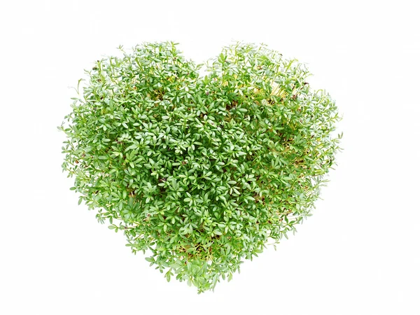 Watercress heart — Stock Photo, Image