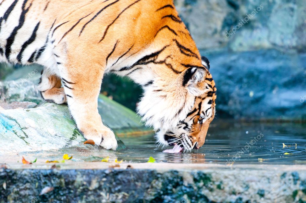 Tiger dringking water