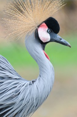 gri taç vinçGrulla coronada gris