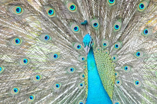 stock image Peacock