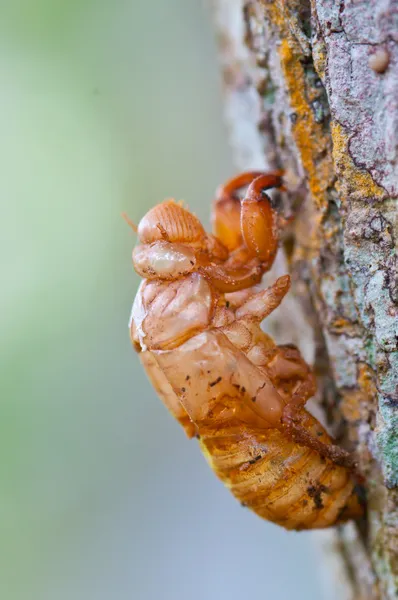 Concha de larva de libélula — Fotografia de Stock