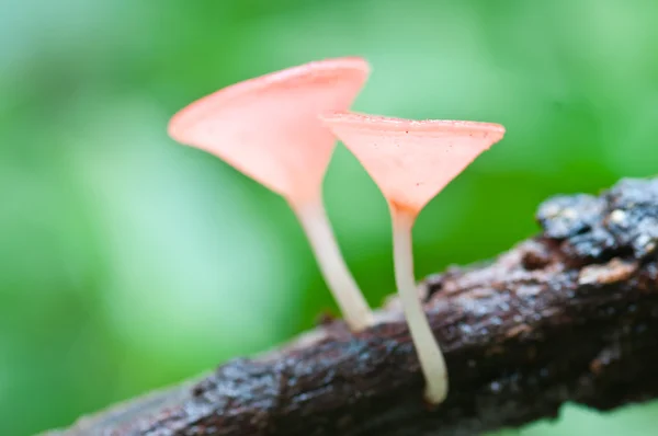 Pink fungi cup — Stock Photo, Image