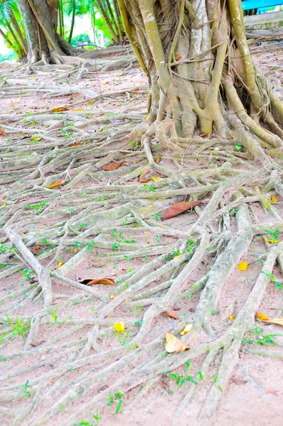 stock image Tree Roots