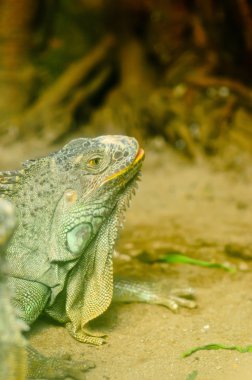 Yeşil iguana