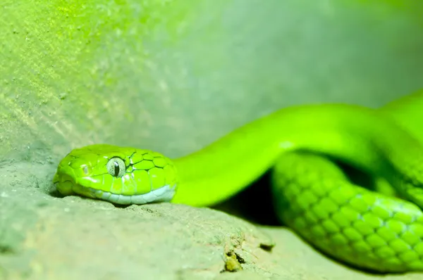 大眼睛的蝮蛇 — 图库照片