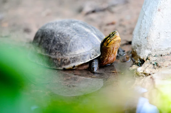 stock image Turtle