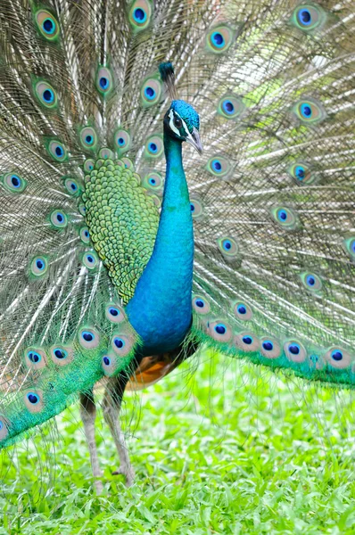 stock image Peacock