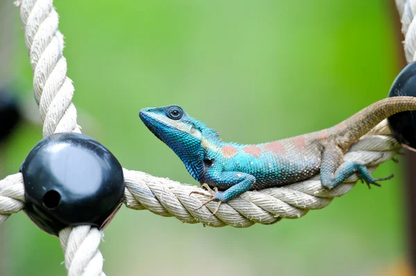 Iguana azul — Fotografia de Stock