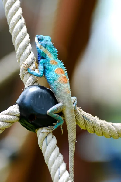 Iguana azul — Foto de Stock