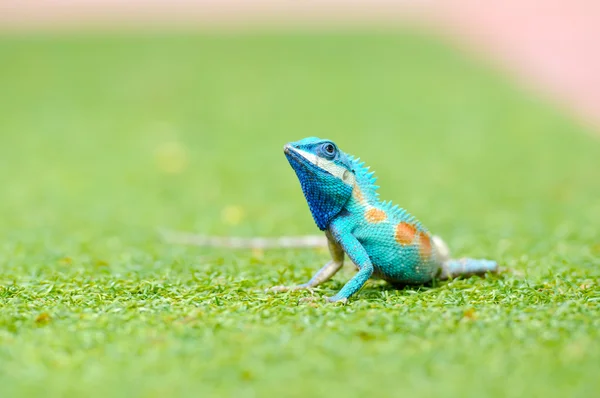 Blå Iguana – stockfoto
