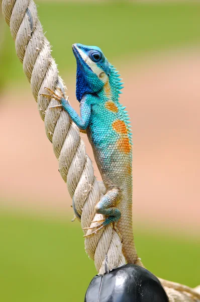 Blå Iguana – stockfoto