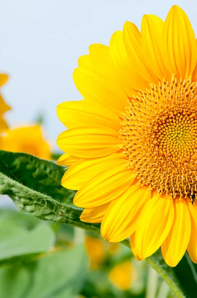 Închide floarea soarelui — Fotografie, imagine de stoc