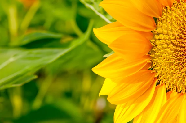 Flor del sol de cerca — Foto de Stock